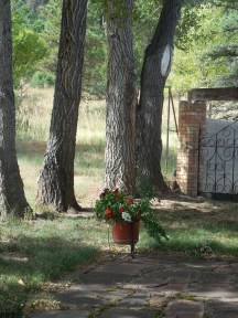 Fading Flowers of Fall