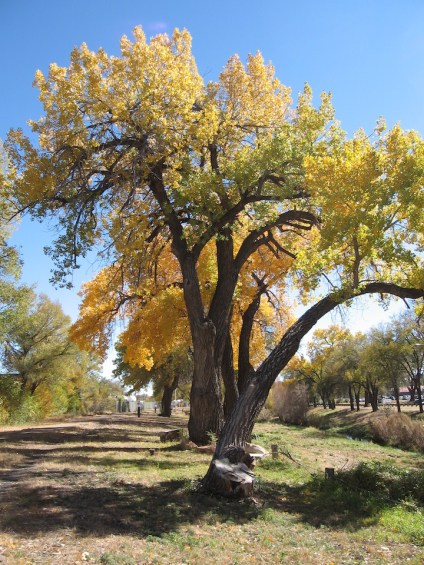 Fall Trees on the River Walk