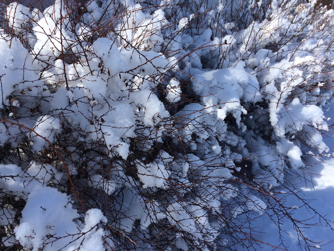 Bridal Wreath in Winter