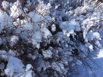 Bridal Wreath in Winter