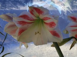 Amaryllis in Bloom
