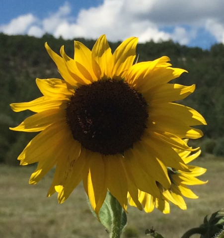 Sunflowers in Northern New Mexico