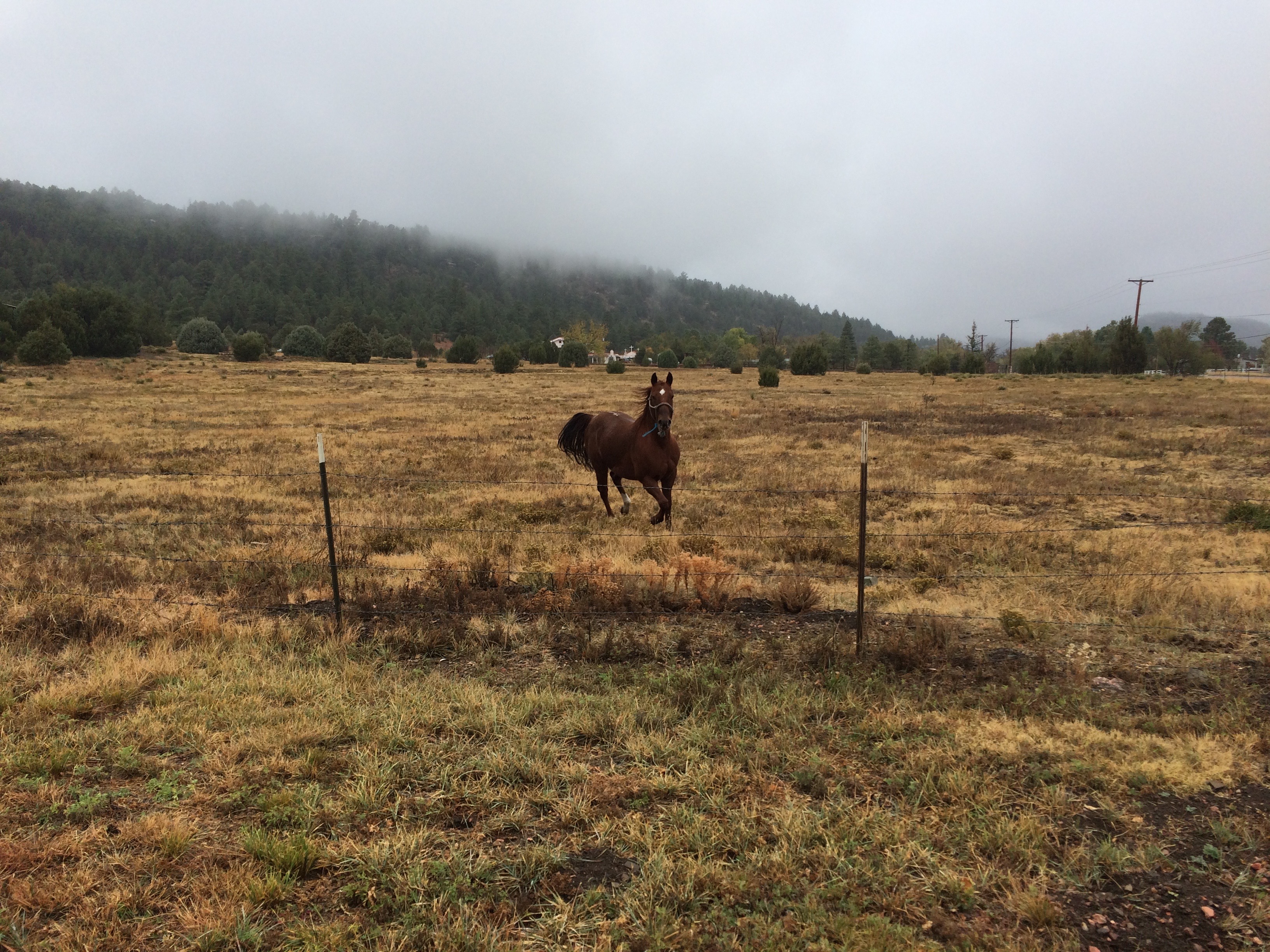 Horse running in the fog