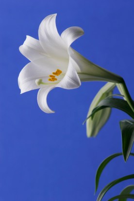 Easter Lily