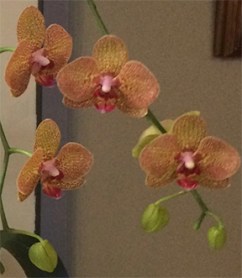 Orchid