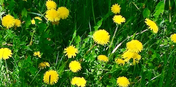 Dandelion