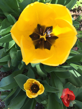 Yellow Tulip